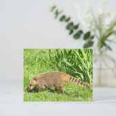 Ringstaartcoati op gras briefkaart (Staand voorkant)