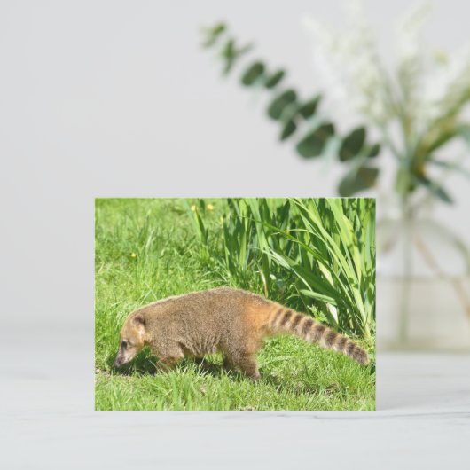 Ringstaartcoati op gras briefkaart (Staand voorkant)