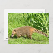 Ringstaartcoati op gras briefkaart (Voorkant / Achterkant)