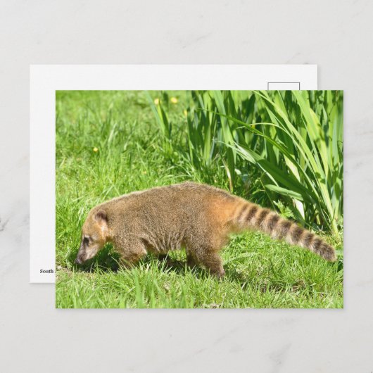 Ringstaartcoati op gras briefkaart (Voorkant / Achterkant)