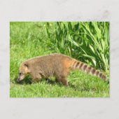 Ringstaartcoati op gras briefkaart (Voorkant)
