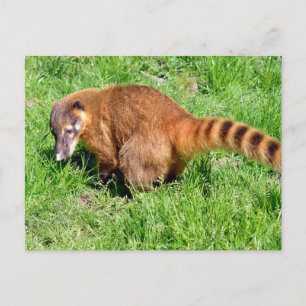Ringstaartcoati op gras feestdagenkaart