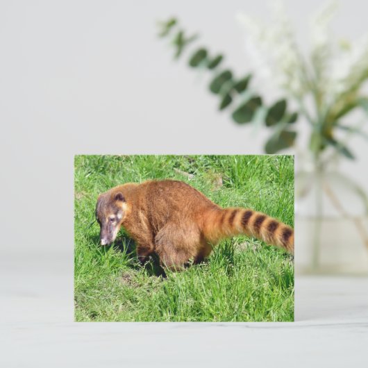 Ringstaartcoati op gras feestdagenkaart (Staand voorkant)