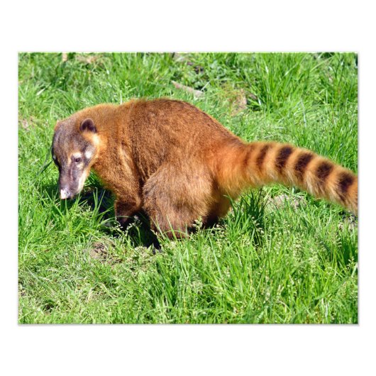 Ringstaartcoati op gras foto afdruk (Voorkant)