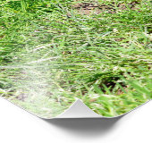 Ringstaartcoati op gras foto afdruk (Hoek)