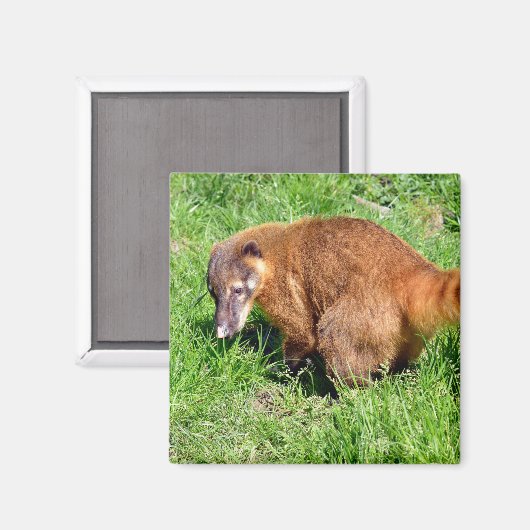 Ringstaartcoati op gras magneet (Voorkant / Achterkant)