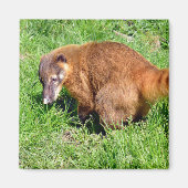 Ringstaartcoati op gras magneet (Voorkant)