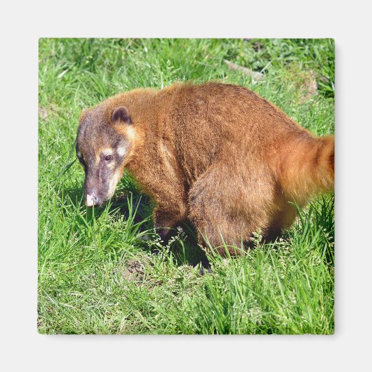 Ringstaartcoati op gras magneet (Voorkant)