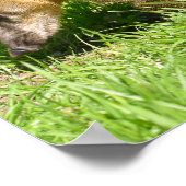 Ringstaartcoati op gras poster (Hoek)