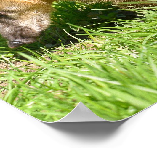 Ringstaartcoati op gras poster (Hoek)