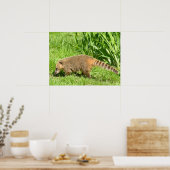 Ringstaartcoati op gras poster (Keuken)