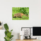 Ringstaartcoati op gras poster (Thuiskantoor)
