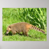Ringstaartcoati op gras poster (Voorkant)