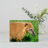 Ringstaartcoating in gras folie feestdagen briefkaart (Staand Voorkant)