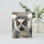 ringstaarten briefkaart (Staand voorkant)