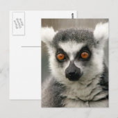 ringstaarten briefkaart (Voorkant / Achterkant)