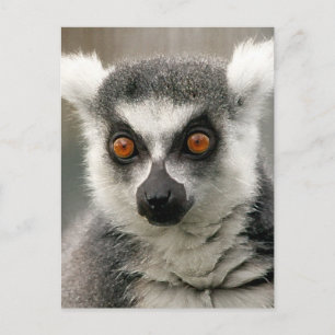 ringstaarten briefkaart