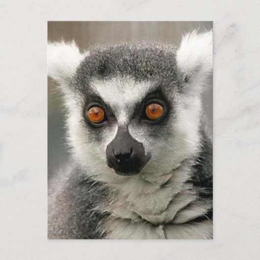ringstaarten briefkaart (Voorkant)
