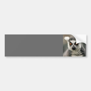 ringstaarten bumpersticker