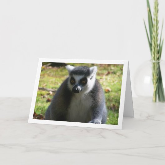 Ringstaarten Kaart (Voorkant)