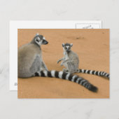 Ringstaarten, (Lemur catta), Berenty Briefkaart (Voorkant / Achterkant)