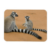 Ringstaarten, (Lemur catta), Berenty Magneet (Horizontaal)