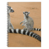 Ringstaarten, (Lemur catta), Berenty Notitieboek (Voorkant)