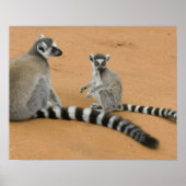 Ringstaarten, (Lemur catta), Berenty Poster (Voorkant)