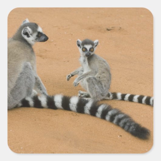 Ringstaarten, (Lemur catta), Berenty Vierkante Sticker (Voorkant)