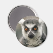 ringstaarten magneet (Voorkant / Achterkant)