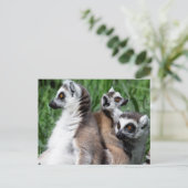 Ringstaartfamilie Briefkaart (Staand voorkant)
