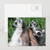 Ringstaartfamilie Briefkaart (Voorkant / Achterkant)