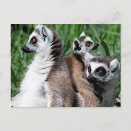 Ringstaartfamilie Briefkaart (Voorkant)