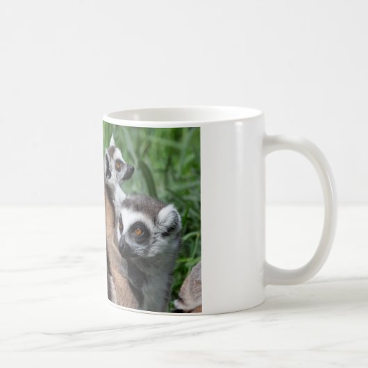 Ringstaartfamilie Koffiemok (Rechts)