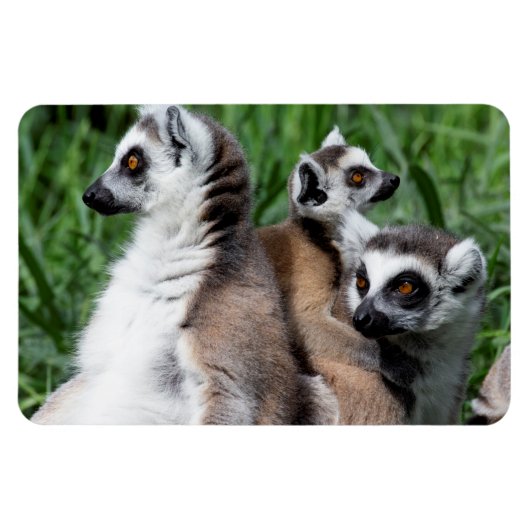 Ringstaartfamilie Magneet (Horizontaal)