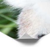 Ringstaartfamilie Poster (Hoek)