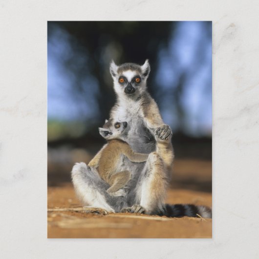 Ringstaartleem, moeder en moeder (Lemur catta) Briefkaart (Voorkant)