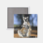 Ringstaartleem, moeder en moeder (Lemur catta) Magneet (Voorkant / Achterkant)
