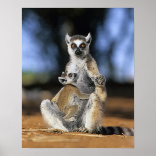 Ringstaartleem, moeder en moeder (Lemur catta) Poster (Voorkant)