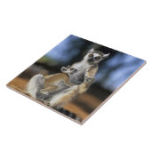 Ringstaartleem, moeder en moeder (Lemur catta) Tegeltje (Zijkant)