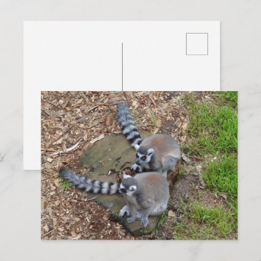 Ringstaartleemur #1 Briefkaart (Voorkant / Achterkant)