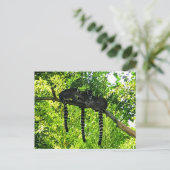 Ringstaartleemur #3 Briefkaart (Staand voorkant)