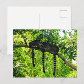 Ringstaartleemur #3 Briefkaart (Voorkant / Achterkant)