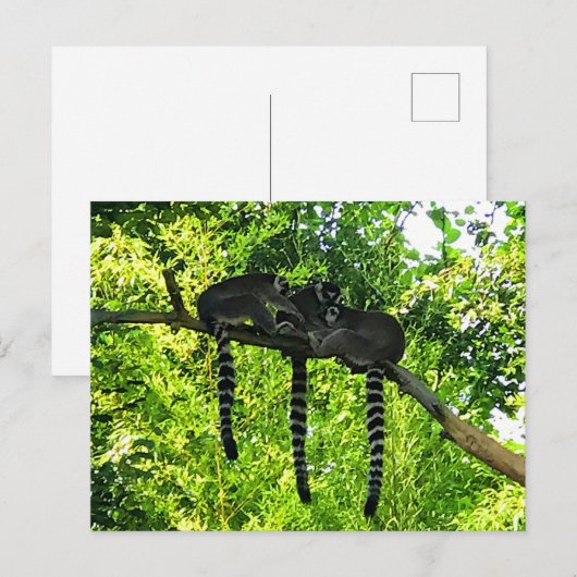 Ringstaartleemur #3 Briefkaart (Voorkant / Achterkant)