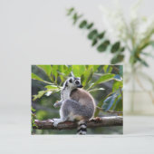 Ringstaartlemur Briefkaart (Staand voorkant)