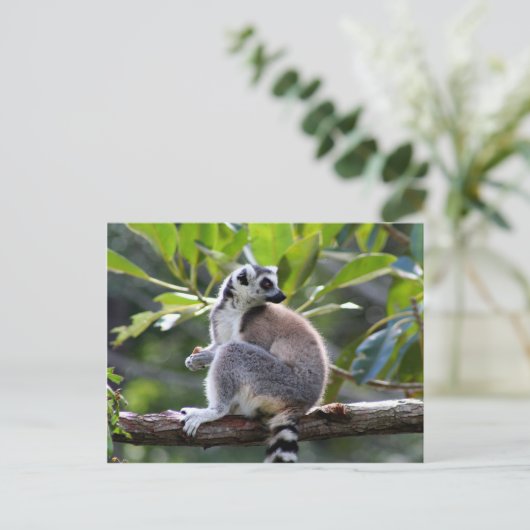Ringstaartlemur Briefkaart (Staand voorkant)