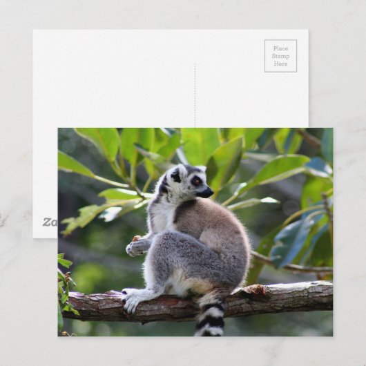 Ringstaartlemur Briefkaart (Voorkant / Achterkant)