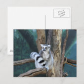 Ringstaartlemur Briefkaart (Voorkant / Achterkant)