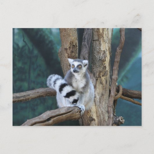 Ringstaartlemur Briefkaart (Voorkant)