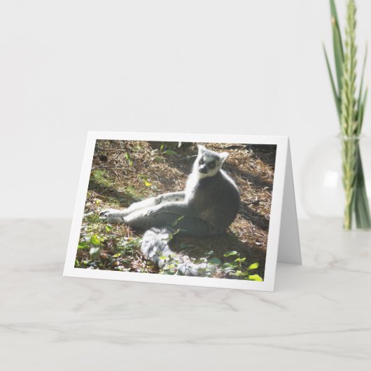Ringstaartlemur Kaart (Voorkant)